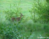 Mysig stuga i naturreservat + sightseeing